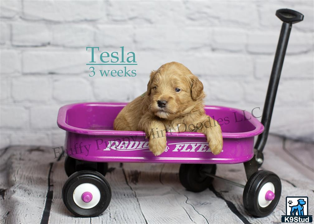 a goldendoodles dog in a wheelbarrow