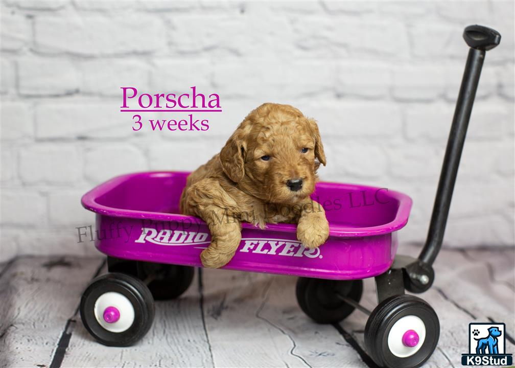 a goldendoodles dog sitting on a toy car
