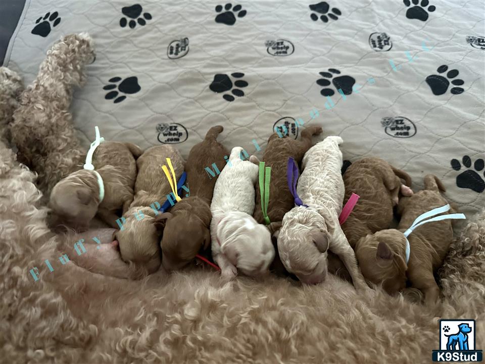 a pile of stuffed animals