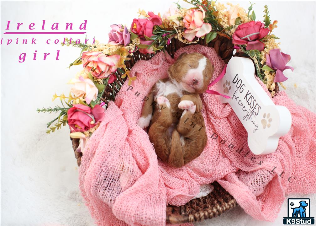 a baby in a pink blanket with a bouquet of flowers