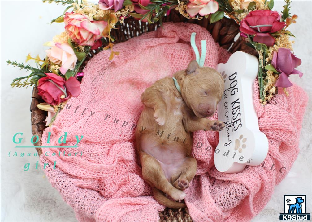a teddy bear lays on a pink blanket