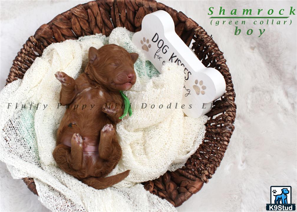 a couple of baby animals in a bag