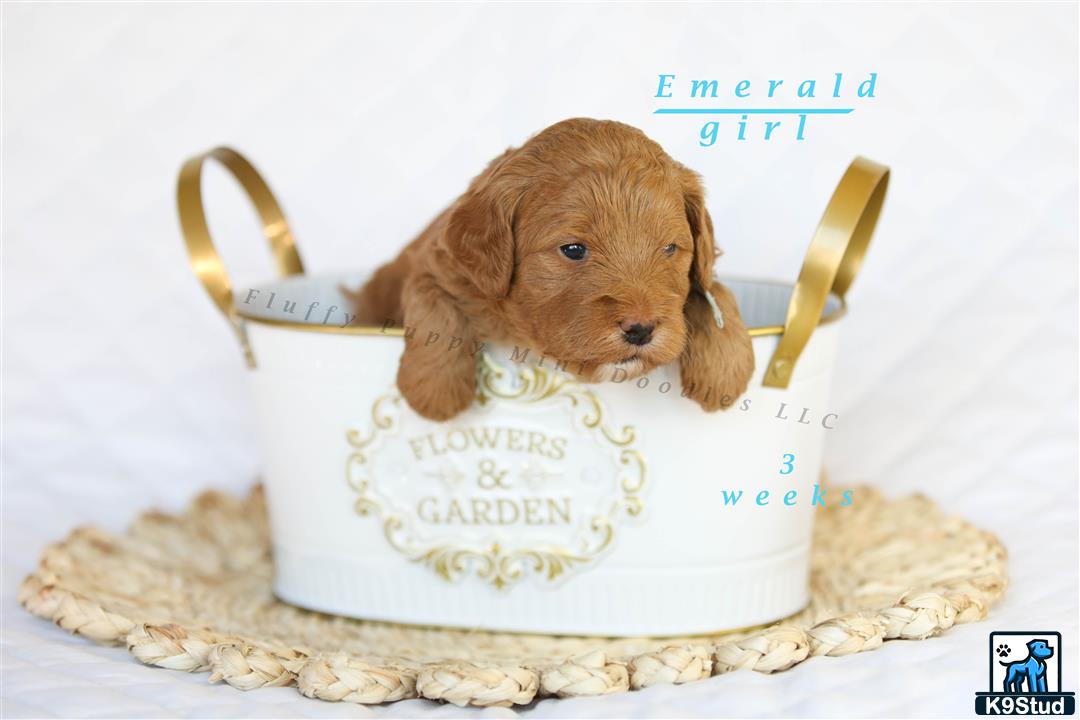 a goldendoodles dog in a cake