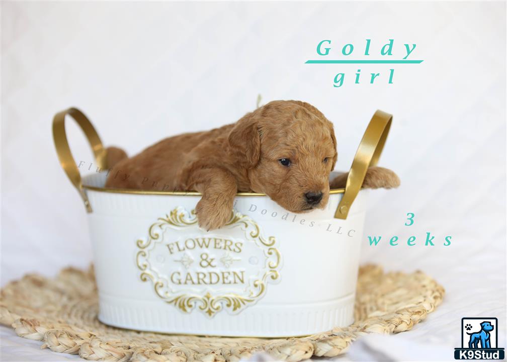 a goldendoodles dog in a bucket of ice cream