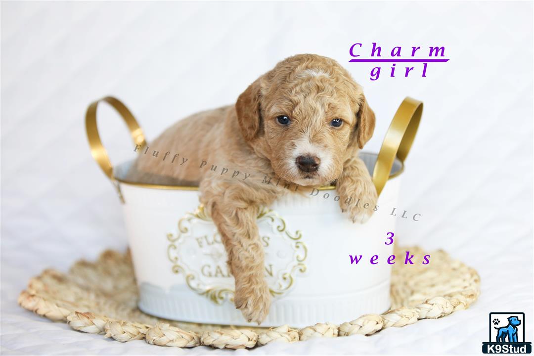 a goldendoodles dog in a bucket of popcorn