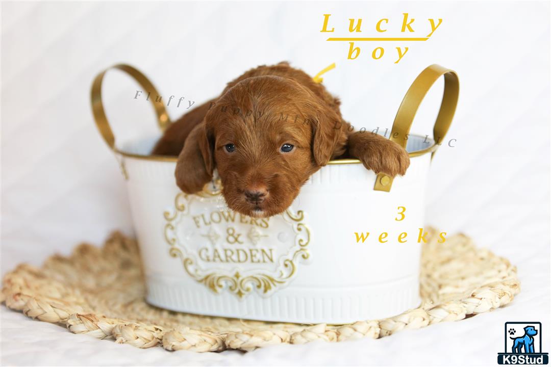 a goldendoodles dog in a mug