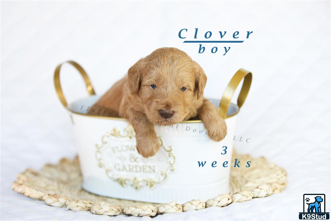 a goldendoodles puppy in a teacup