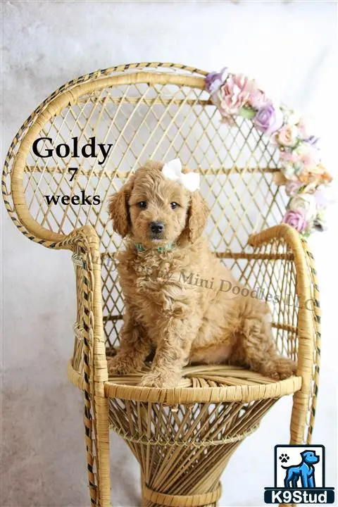 Goldendoodles