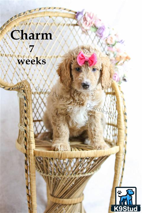 a goldendoodles dog sitting in a wicker chair with flowers on it