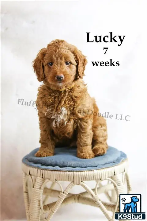 Goldendoodles