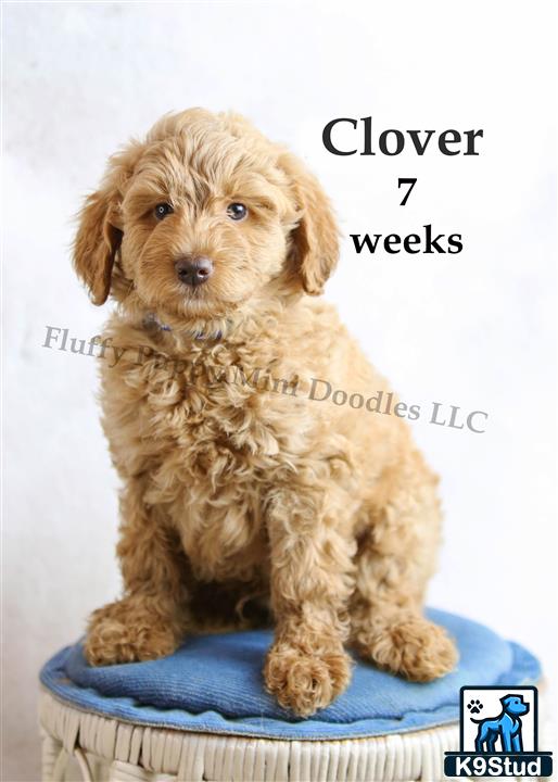 a goldendoodles dog sitting on a blue cushion