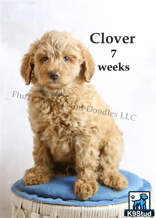 Goldendoodles