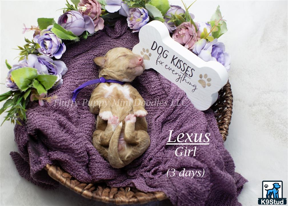 a stuffed animal next to a bouquet of flowers