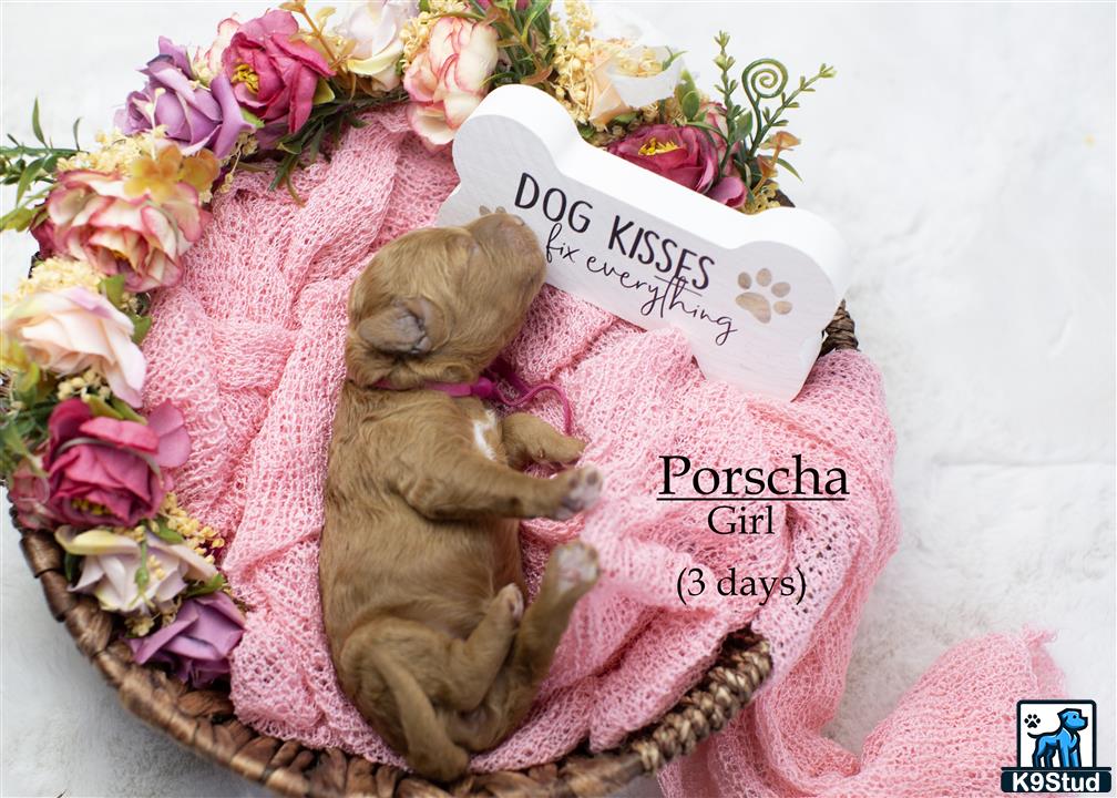 a stuffed animal in a basket of flowers