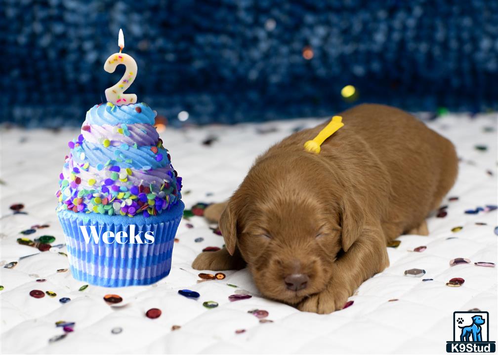 a goldendoodles dog lying in the snow next to a birthday cake