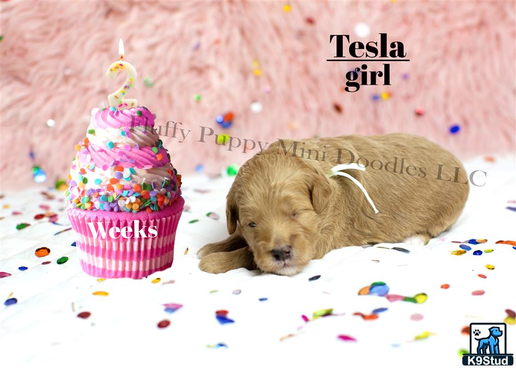 a goldendoodles dog lying in front of a birthday cake