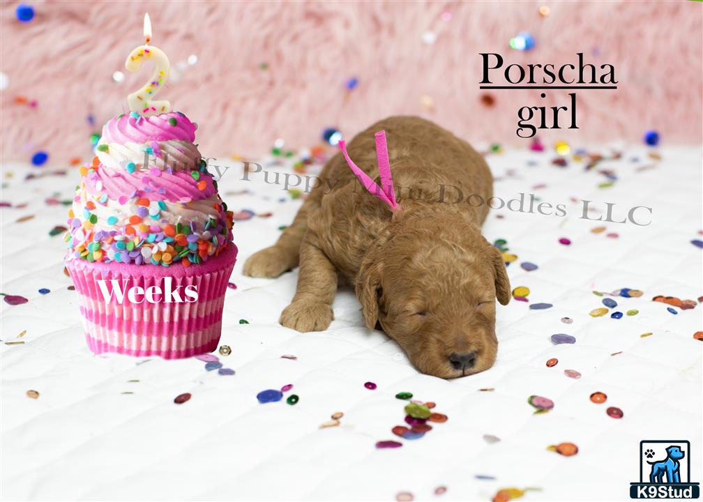 a goldendoodles dog lying next to a cupcake with a candle on it