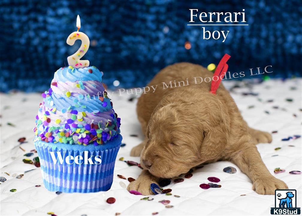 a goldendoodles dog with a birthday cake