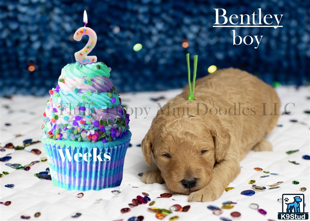 a goldendoodles dog next to a birthday cake