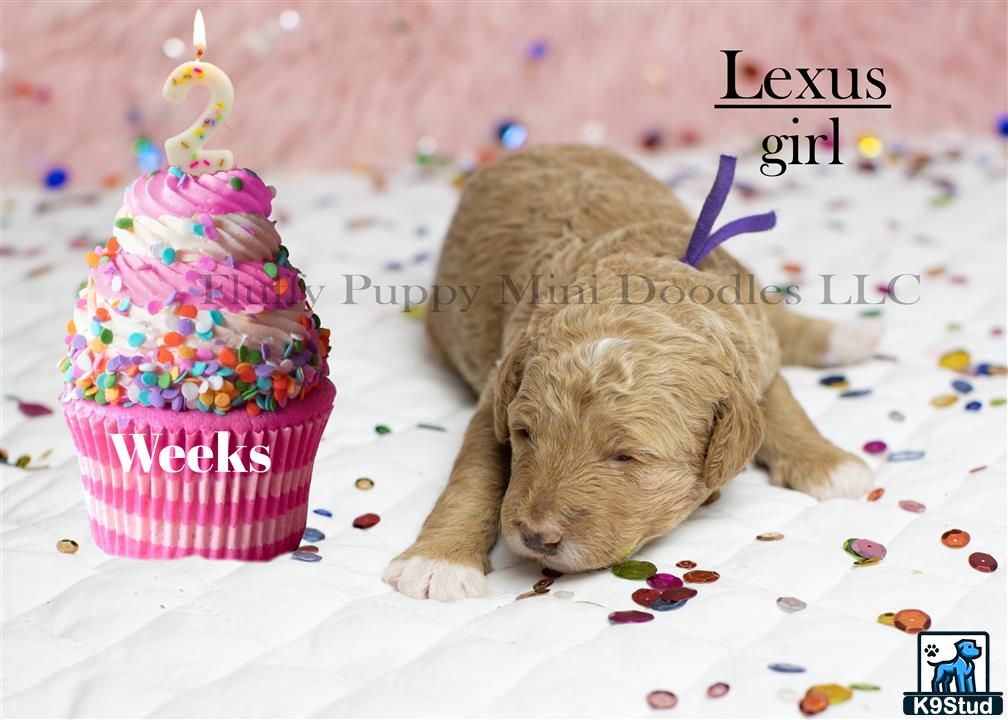 a goldendoodles dog lying next to a birthday cake