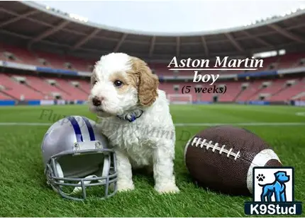 a goldendoodles dog sitting on a football field