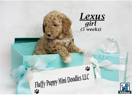 a goldendoodles dog in a box