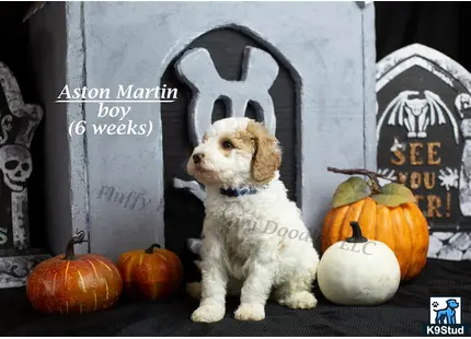a goldendoodles dog sitting next to pumpkins