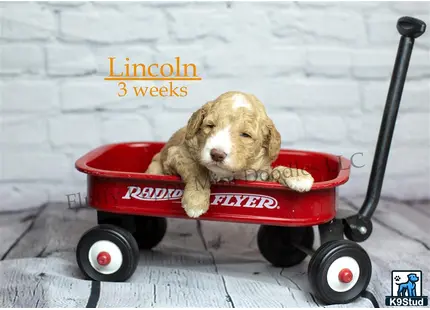 a goldendoodles dog in a toy car