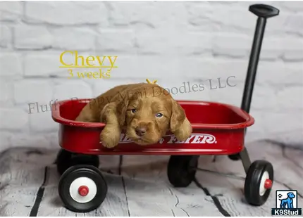 a goldendoodles dog in a wagon