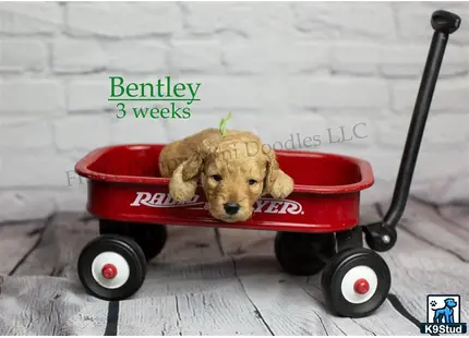 a goldendoodles dog in a wagon