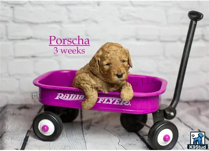a goldendoodles dog sitting on a toy car