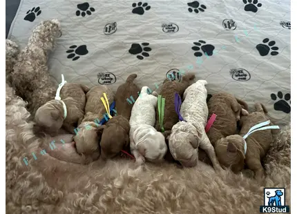 a pile of stuffed animals