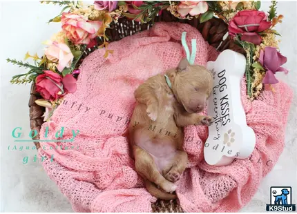 a teddy bear lays on a pink blanket