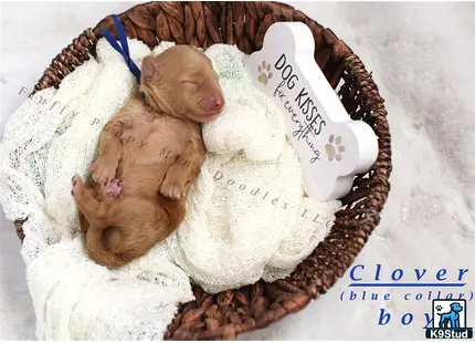 baby pigs in a basket