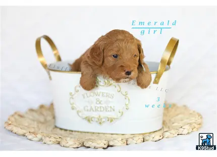 a goldendoodles dog in a cake