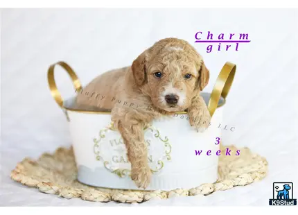 a goldendoodles dog in a bucket of popcorn
