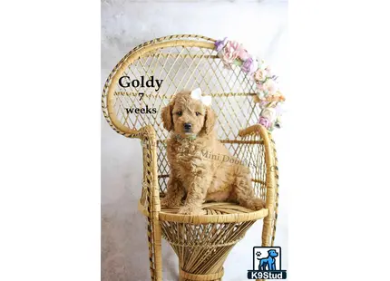 a goldendoodles dog sitting in a wicker chair with flowers on it