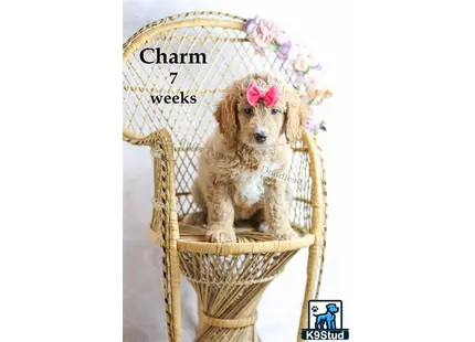 a goldendoodles dog sitting in a wicker chair with flowers on it