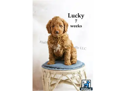 a goldendoodles dog sitting on a stool
