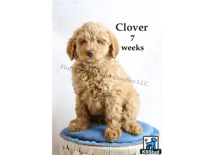 a goldendoodles dog sitting on a blue cushion