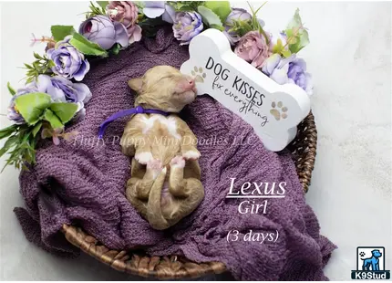 a stuffed animal next to a bouquet of flowers