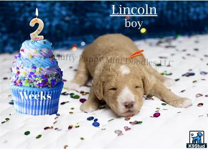 a goldendoodles dog lying in snow with a birthday cake