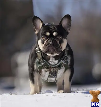 French Bulldog stud dog