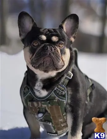 French Bulldog stud dog