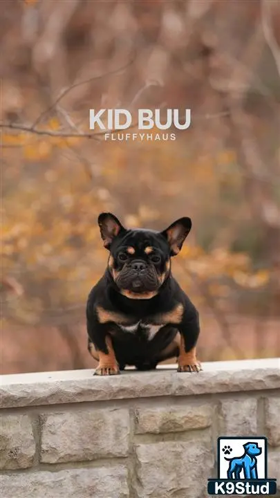 French Bulldog stud dog