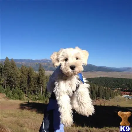 Miniature Schnauzer stud dog: a person holding a miniature schnauzer dog