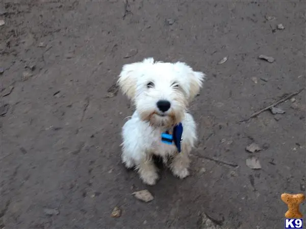 Miniature Schnauzer stud dog: a white miniature schnauzer dog on a dirt road