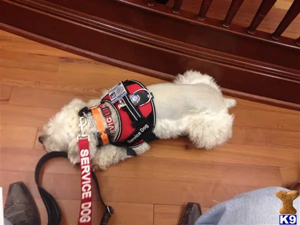 Miniature Schnauzer stud dog: a miniature schnauzer dog wearing a backpack