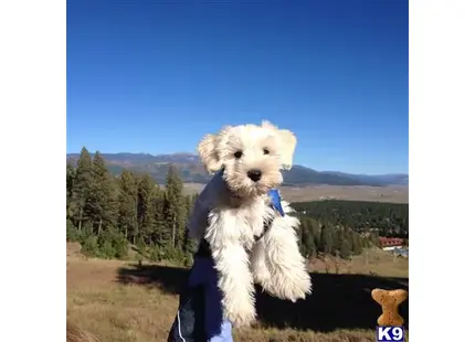 Miniature Schnauzer stud dog: a person holding a miniature schnauzer dog