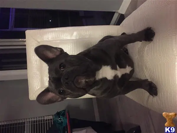 French Bulldog stud dog